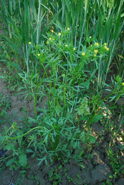 Ranunculus arvensis / Ranuncolo dei campi